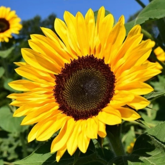 Meet your Posher - Picture 1 of 1